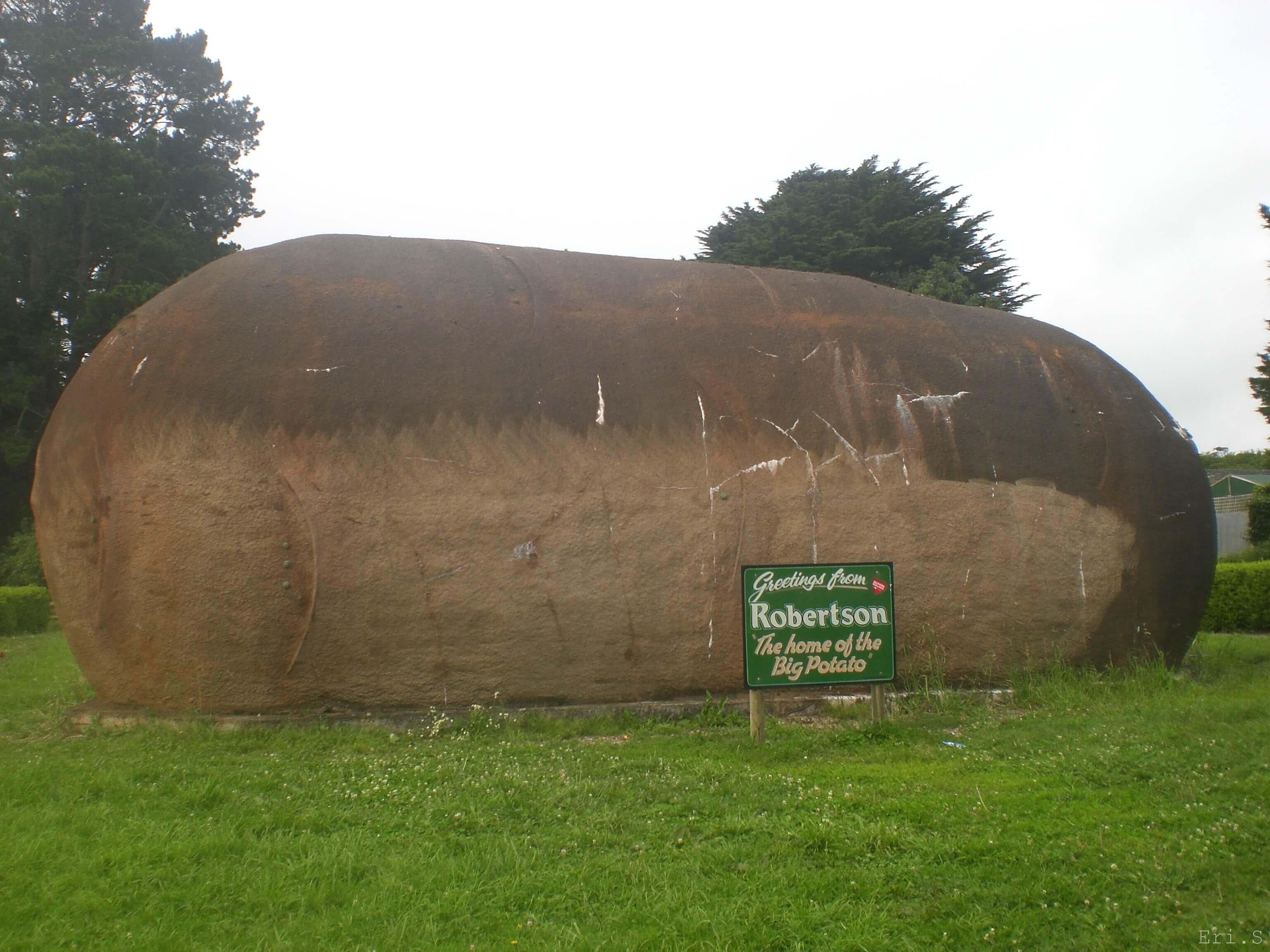 巨大なジャガイモ in Robertson