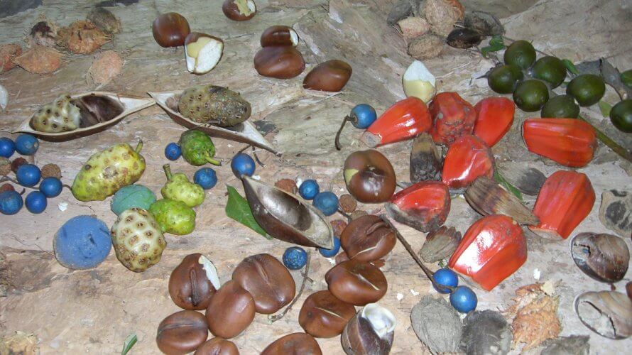 アボリジニのヘルシーな伝統食材 ブッシュタッカーとは