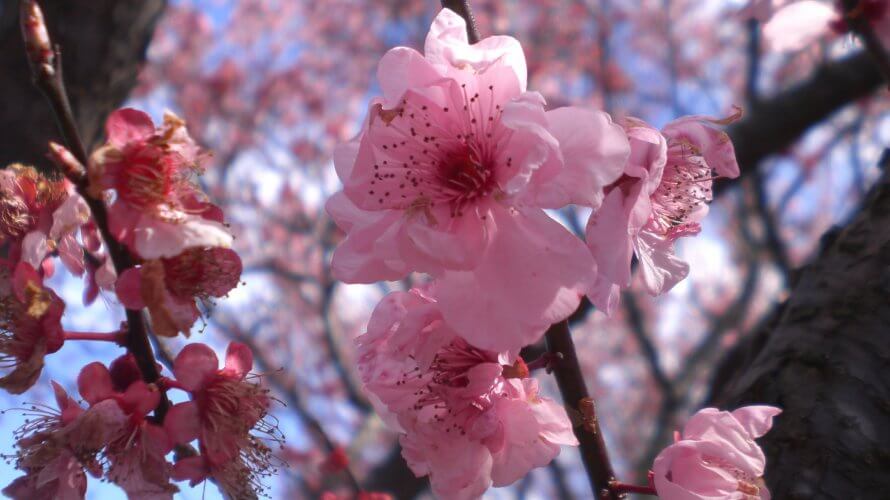 オーストラリアにいるけど、お花見したいっ!@シドニー