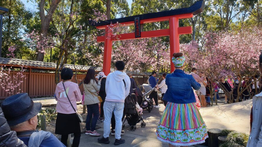 シドニーで桜!オーバンの Cherry Blossom Festival