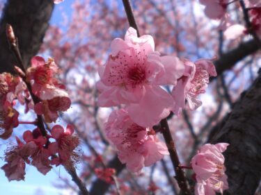 シドニーでお花見したい人必見、桜が楽しめる場所は⁉︎