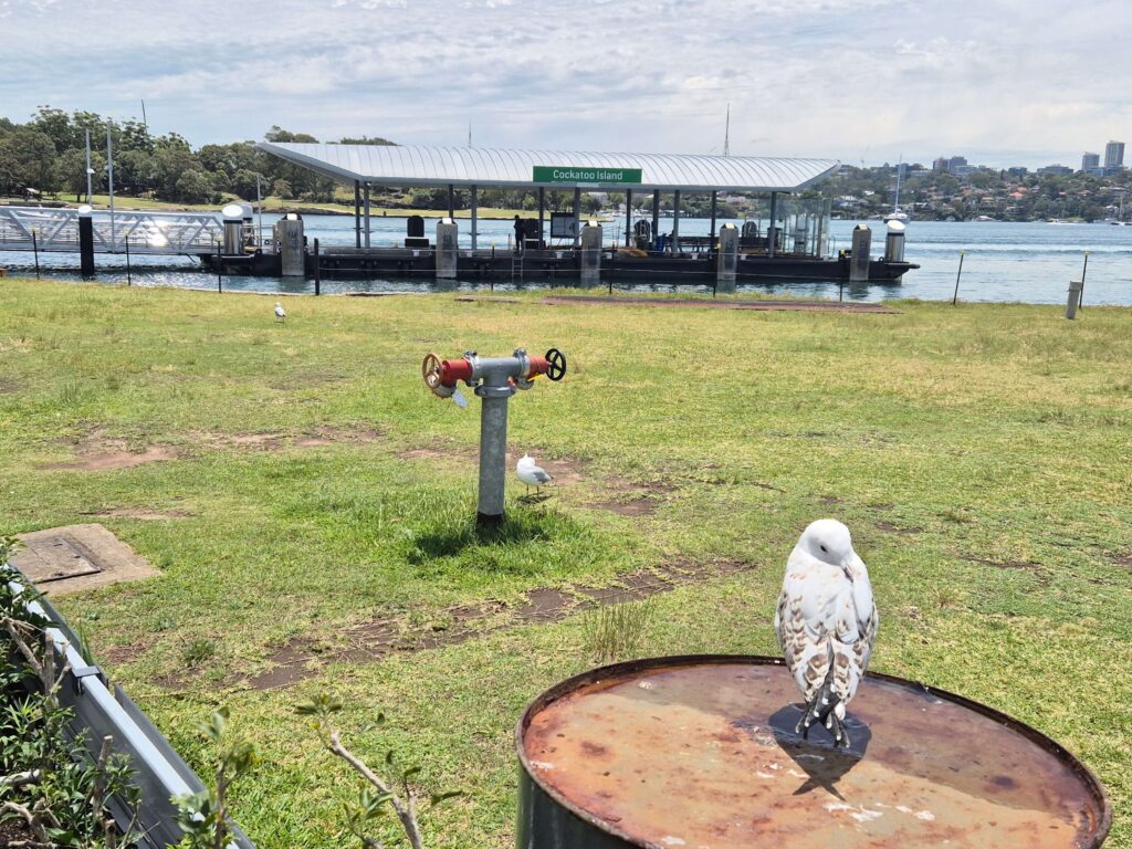 Cockatoo Overboard