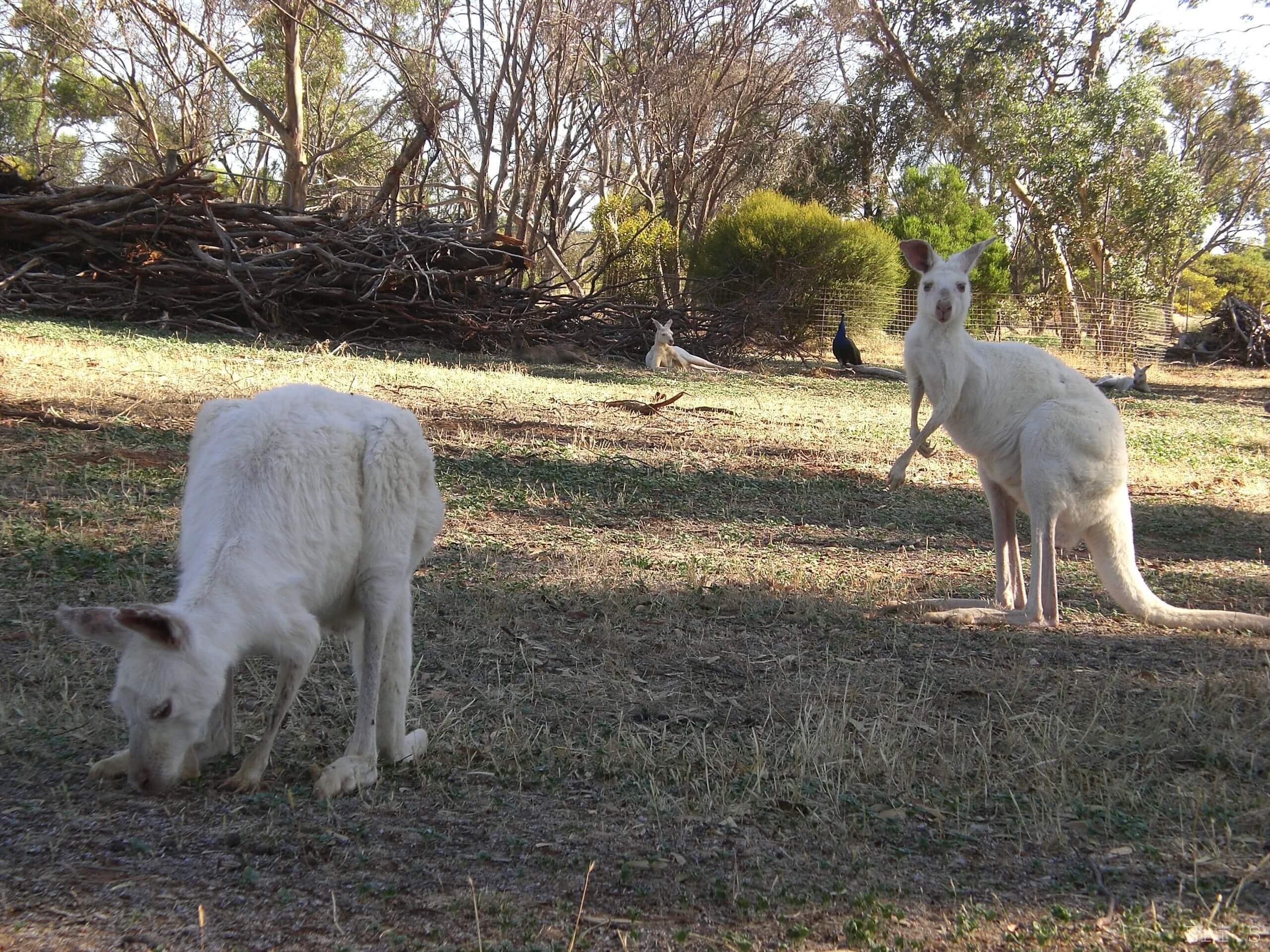 白いカンガルーとコアラが抱ける Gorge Wildlife Park Down Under オーストラリア