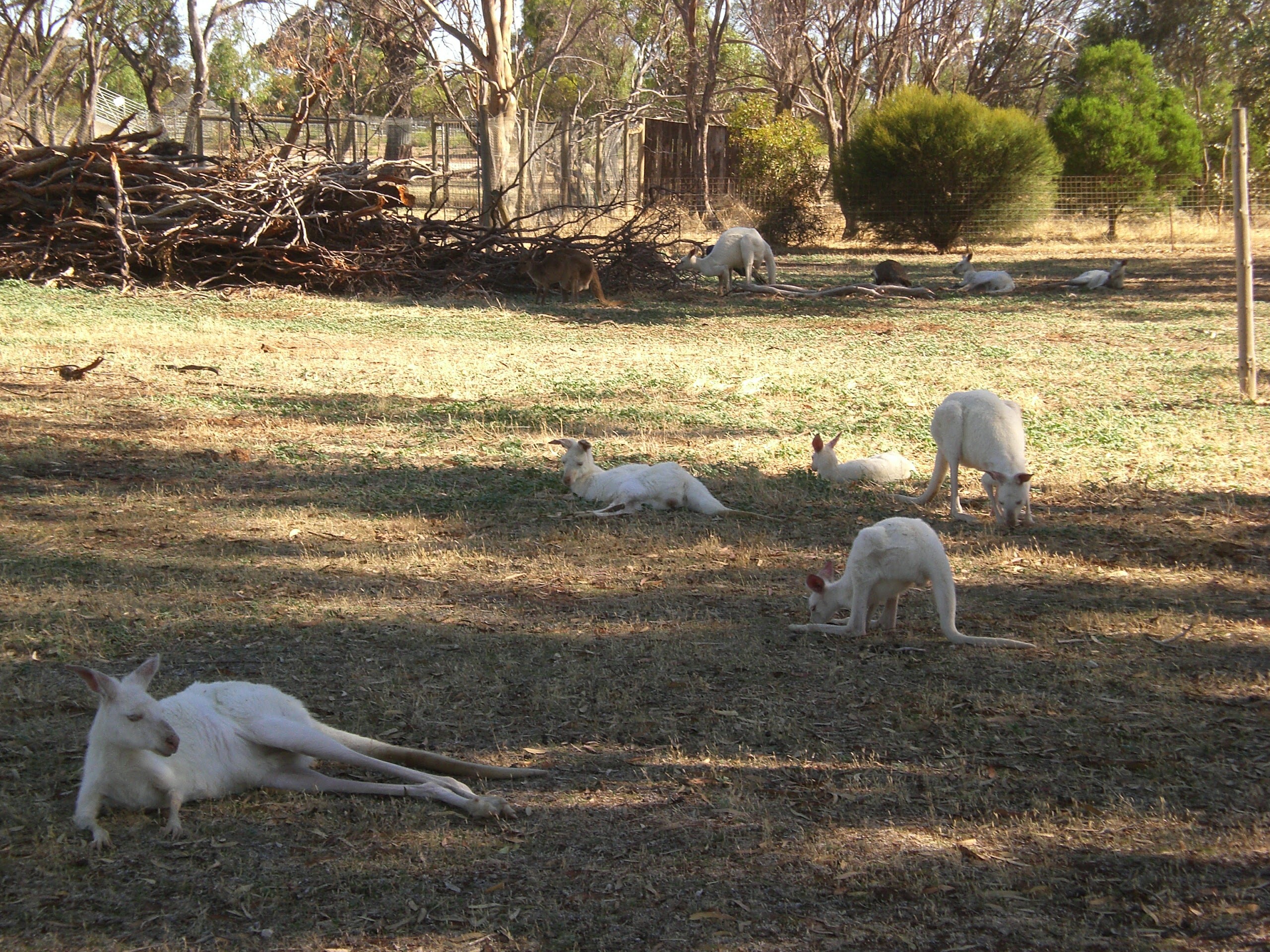 白いカンガルー発祥の町ボーダータウン Down Under オーストラリア