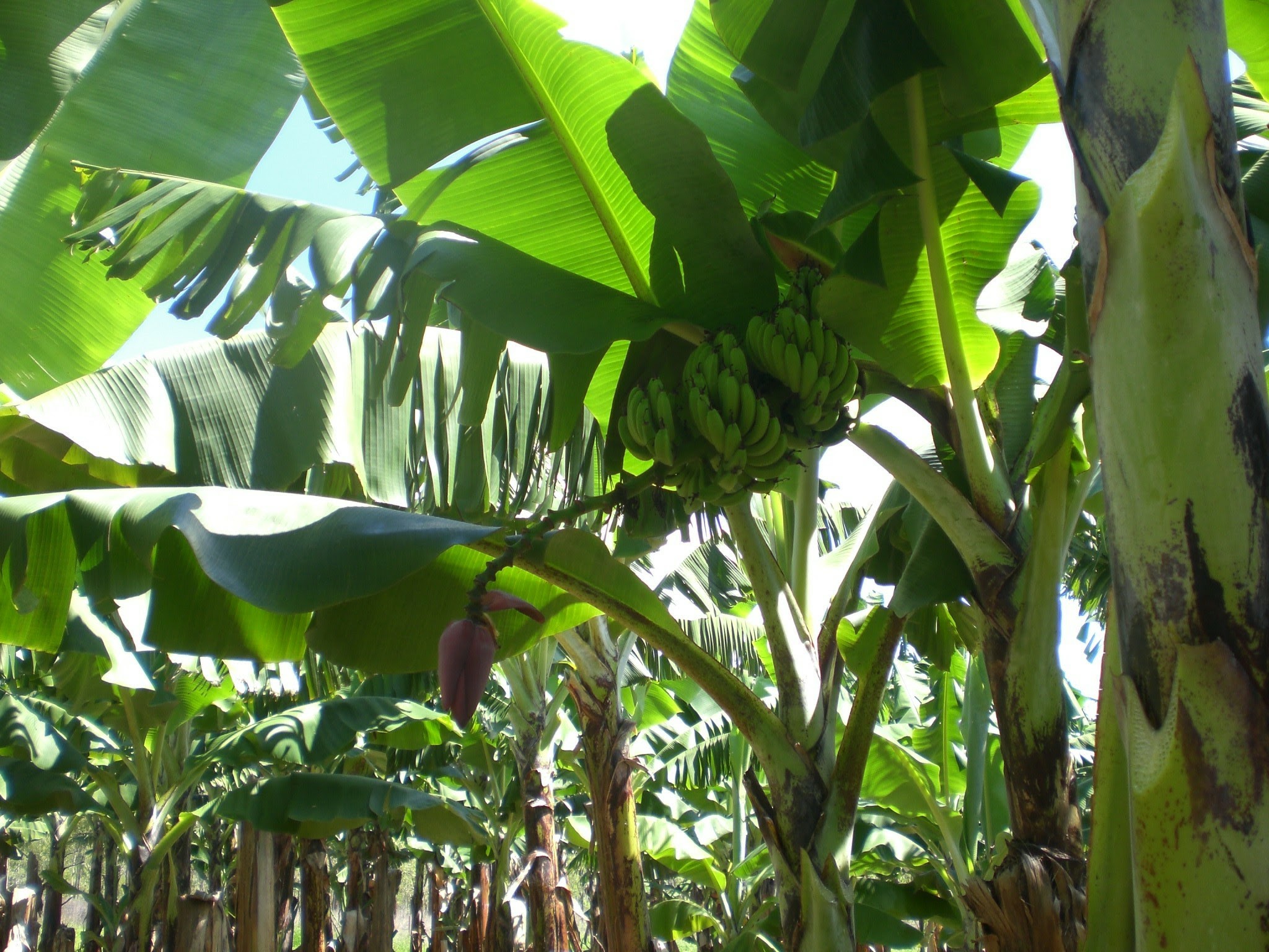 健康にも良いバナナの花の食べ方を紹介 Down Under オーストラリア