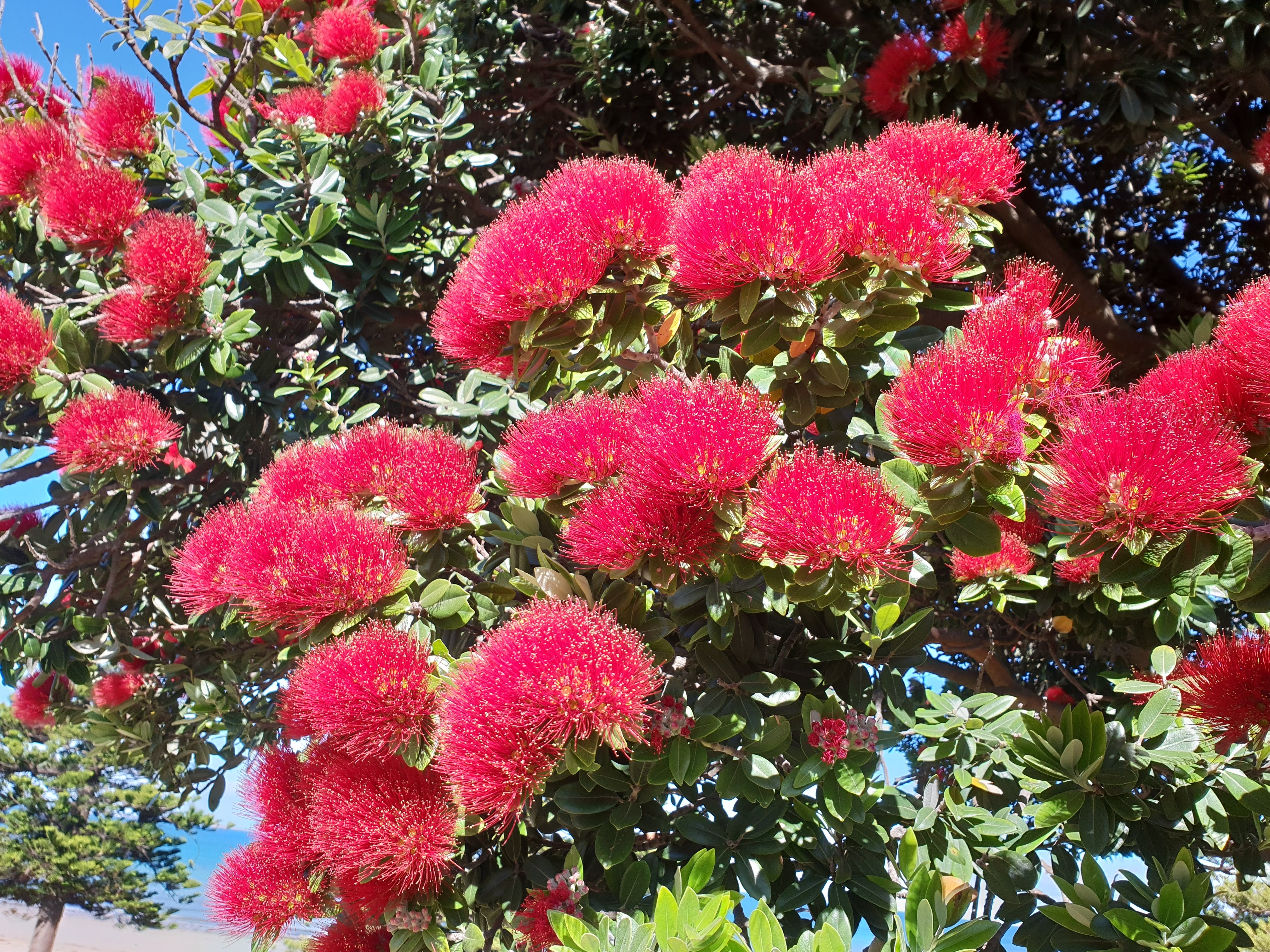 クリスマスの木 “ポフツカワ” はオーストラリアでも咲いていた？