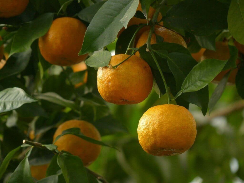 Oranges Fruits